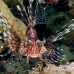 lionfish_common_nus_h_0705_png1722.jpg